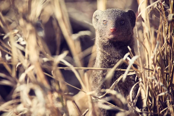 Familia pitic mongoose se bucură de siguranța vizuinei lor — Fotografie, imagine de stoc