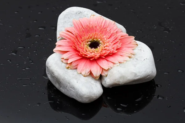 Pink gerbera laying on white rocks and dark wet surface reflecti — Stock Photo, Image