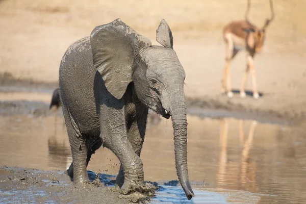 Elephant calf drinking water on dry and hot day — Stock Photo, Image