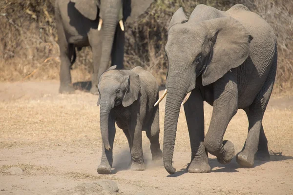 Elefante bezerro e mãe cobrar para buraco de água — Fotografia de Stock