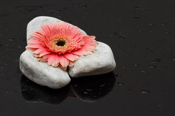 Pink gerbera laying on white rocks and dark wet surface reflecti — Stock Photo, Image