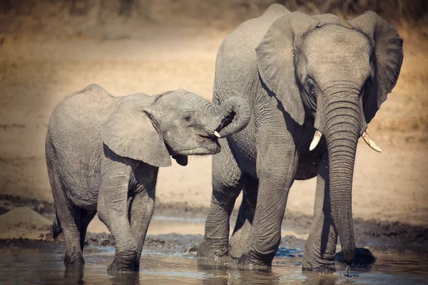 Bezerro de elefante água potável em dia seco e quente — Fotografia de Stock