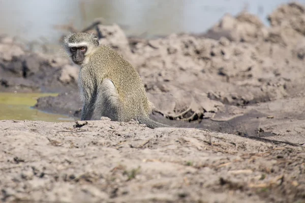 Vervet aap drinkwater uit de vijver met droge modder — Stockfoto