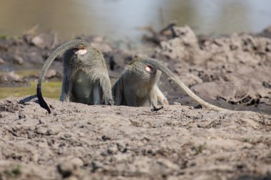 Vervet monkey drinking water from pond with dry mud clipart