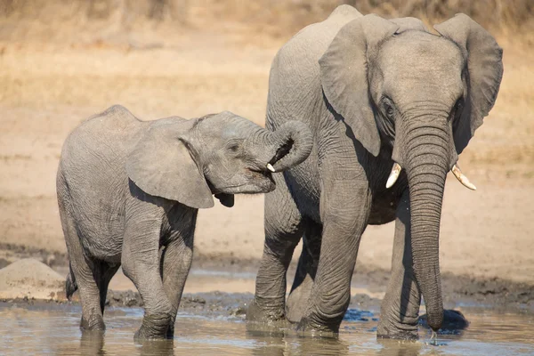 Elephant calf drinking water on dry and hot day — Stock Photo, Image