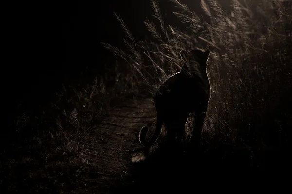Nebezpečné leopard chůze ve tmě, aby ulovil kořist umělecké kon — Stock fotografie