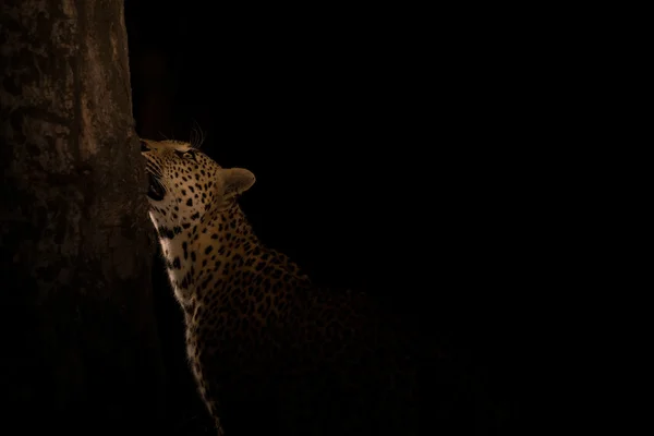 Leopard marks his territory on a tree in darkness — Stock Photo, Image