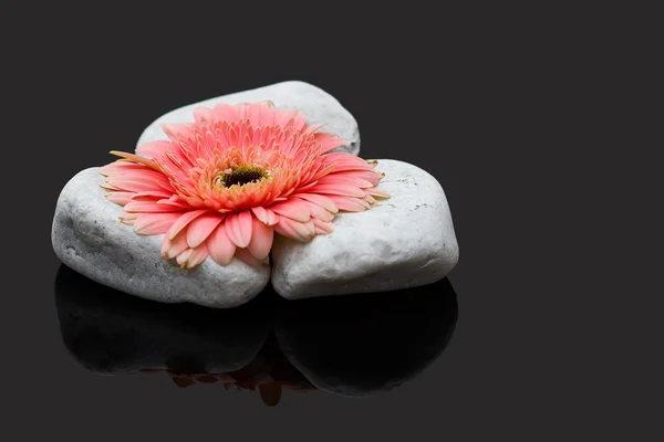 Gerbera rosa tendida sobre rocas blancas y reflexión superficial oscura —  Fotos de Stock