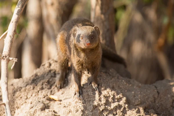 Dwarf mongoose family enjoy safety of their burrow — Stock Photo, Image