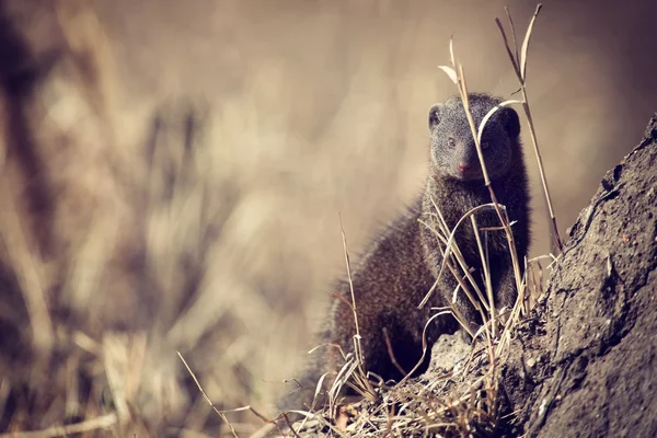 Familia pitic mongoose se bucură de siguranța vizuinei lor — Fotografie, imagine de stoc