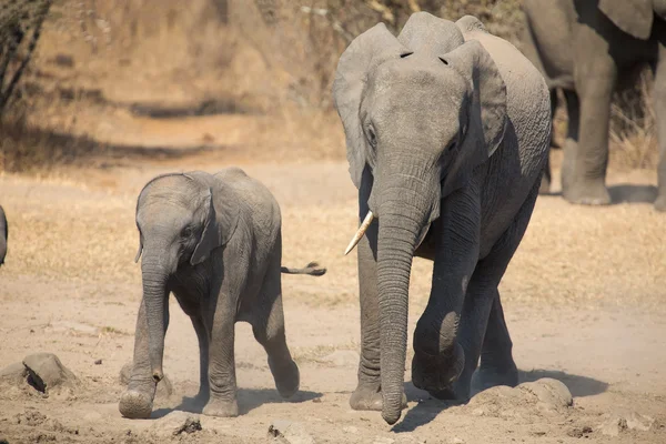 Elefant kalv och mor avgift mot vatten hål — Stockfoto