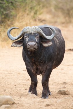 Cape buffalo standing in the open search for possible danger clipart