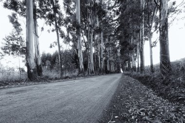 Okaliptüs ağaçları sanatsal conve de bir toprak yol dar sokağın