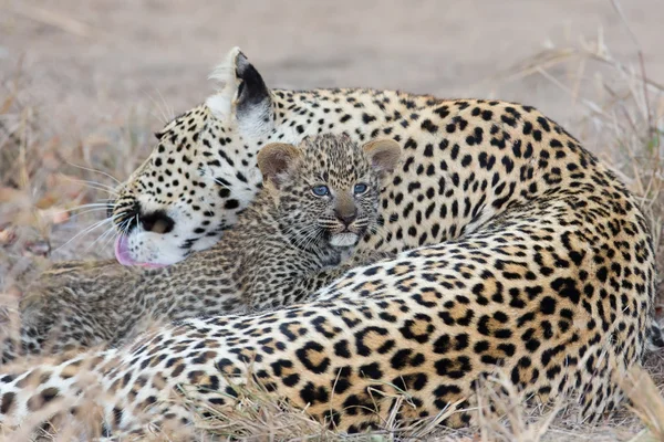 Leopardí matka se stará o její mládě v houstnoucí tmě — Stock fotografie