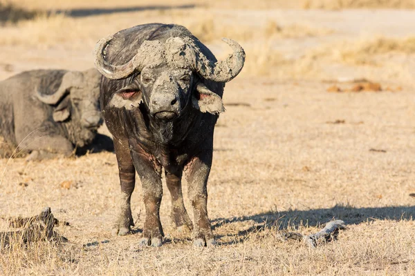 Cape buffalo στέκεται στην ανοικτή αναζήτηση για πιθανό κίνδυνο — Φωτογραφία Αρχείου