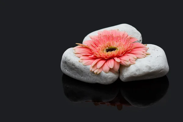Pink gerbera laying on white rocks and dark surface reflection — Stock Photo, Image