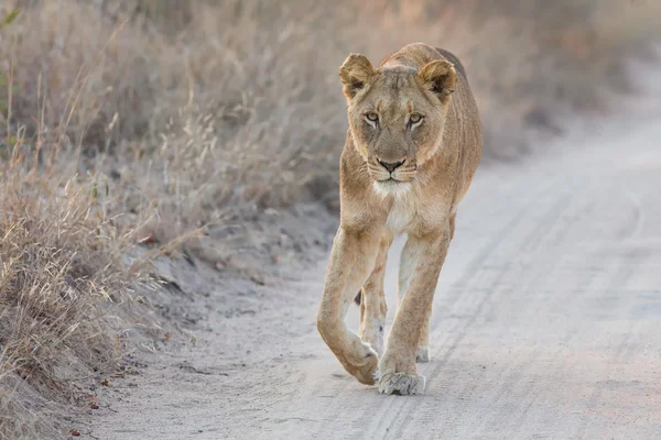 Lwica starannie spaceru wzdłuż drogi czeka uważny — Zdjęcie stockowe