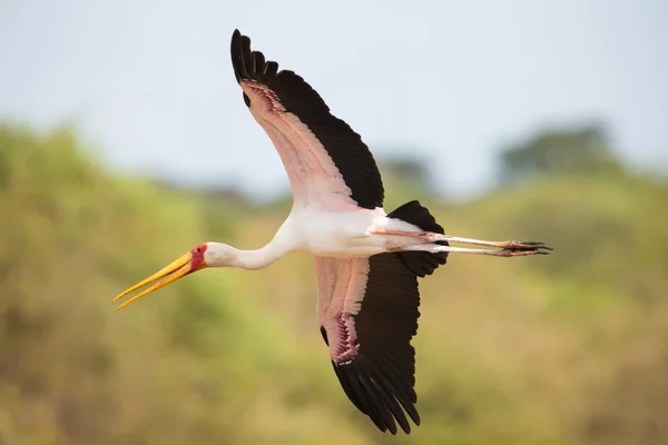 Yellow billed stork fly over a dam to land — Stock Photo, Image