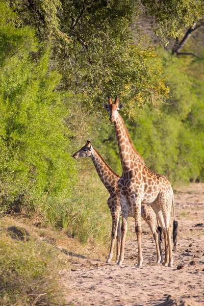 Two giraffe crossing dry river bed looking for fresh trees — Stock Photo, Image