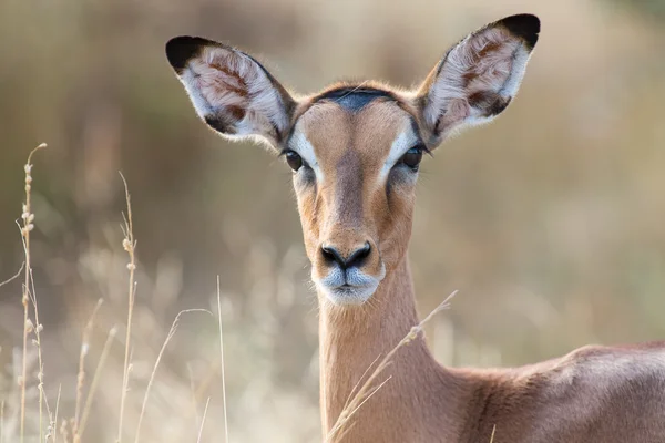 Impala doe cabeza primer plano retrato colores encantadores —  Fotos de Stock