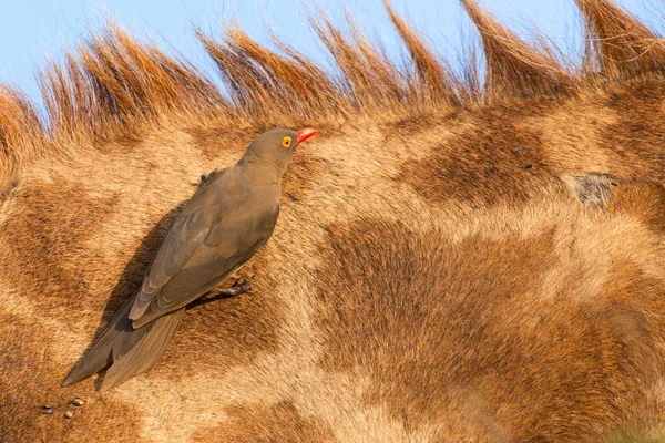 Red billed ox-pecker sitting on a giraffe neck hinting for insec — Zdjęcie stockowe