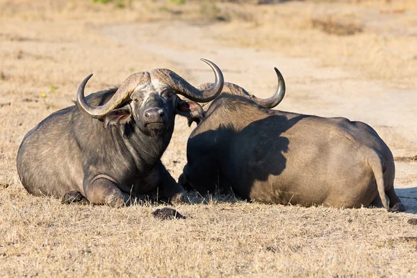 Deux buffles fatigués du Cap s'allongent sur de l'herbe brune pour se reposer — Photo