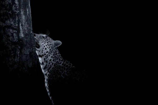 Leopardo marca su territorio en un árbol en la oscuridad conve artística —  Fotos de Stock