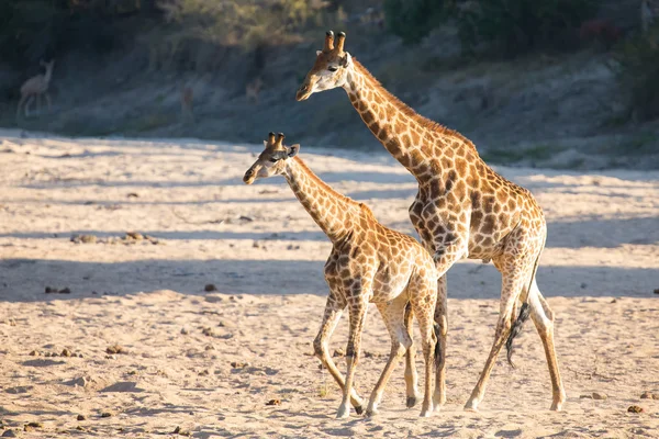 Two giraffe crossing dry river bed looking for fresh trees — Stock Photo, Image