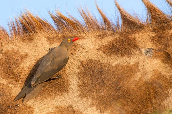 Red billed ox-pecker sitting on a giraffe neck hinting for insec — Stock Photo, Image