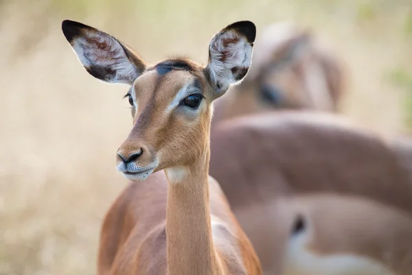 インパラ doe 頭クローズ アップ肖像画の素敵な色 — ストック写真