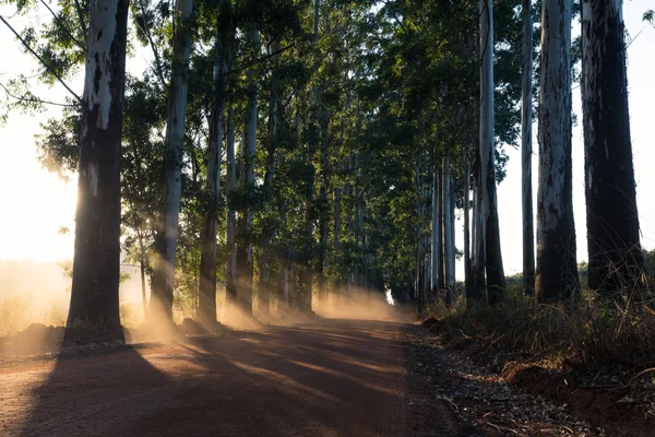 Вузька смуга евкаліптових дерев з пилом на ґрунтовій дорозі — стокове фото