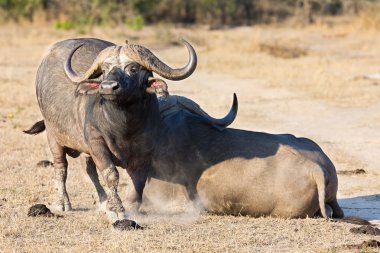 Kahverengi çimenlerin üzerinde dinlenmek için iki yorgun Cape buffalo uzan