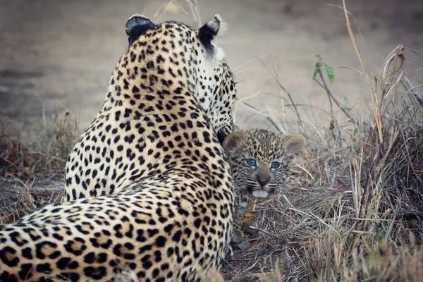 Leopard anya törődik vele kölyök, a sötétség összegyűjtése — Stock Fotó