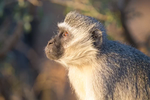 Vervet monkey portrait close up with detail on long facial hair — Stock Photo, Image