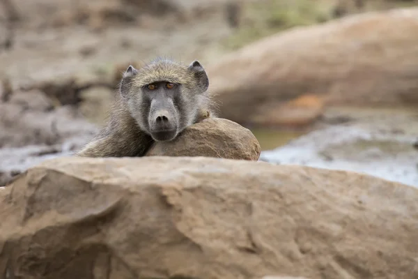 Tired Chacma baboon sit on rocks to rest after hard day — Stock Photo, Image