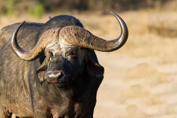 Cape buffalo στέκεται στην ανοικτή αναζήτηση για πιθανό κίνδυνο — Φωτογραφία Αρχείου