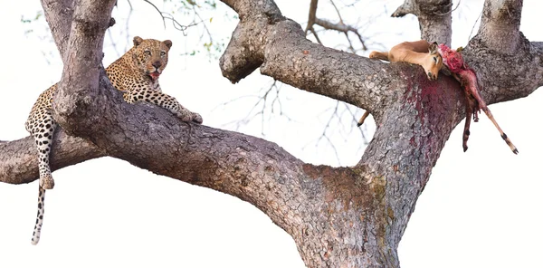Leopardo descansando em grande árvore com sua morte metade comido — Fotografia de Stock