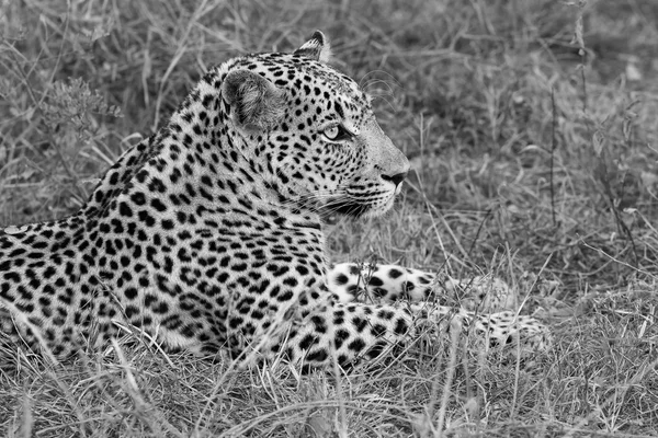 Leopard legt sich in der Dämmerung zur Ruhe und Entspannung — Stockfoto