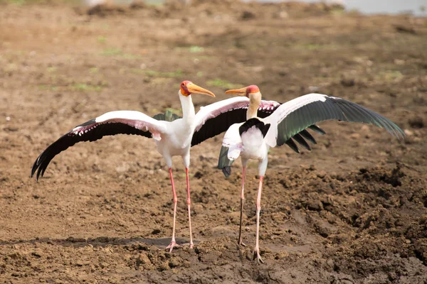 Two Yellow billed storks fight for domination of territory at da — Stock Photo, Image