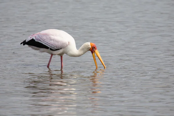 La cigogne à bec jaune chasse les poissons en eau peu profonde d'un barrage — Photo