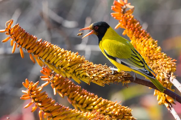 Kokmeeuw oriole zittend op gele Aloë vangen bijen. Rechtenvrije Stockafbeeldingen