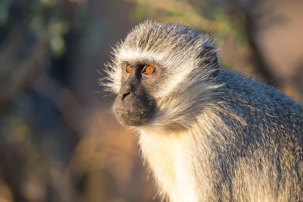Vervet monkey portrait close up with detail on long facial hair — Stock Photo, Image
