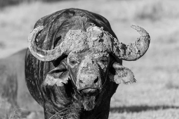 Cape buffalo standing in the open search for possible danger — Stock Photo, Image