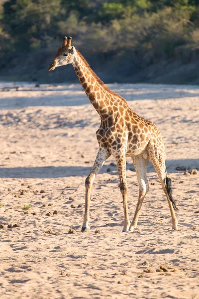 Girafe traversant lit de rivière sec à la recherche d'arbres frais — Photo