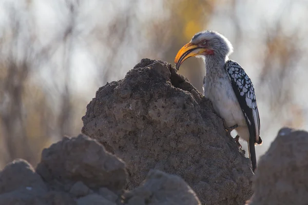 Yellow billed hornbill hunting for food on anthill — Stock Photo, Image