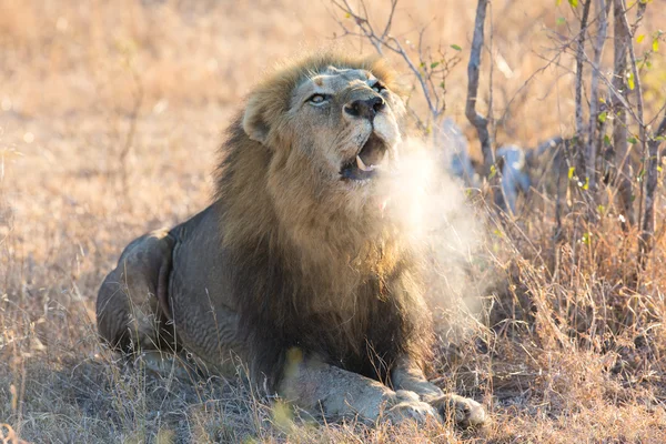 Grande leone maschio ruggisce al mattino presto con il vapore sulla bocca — Foto Stock