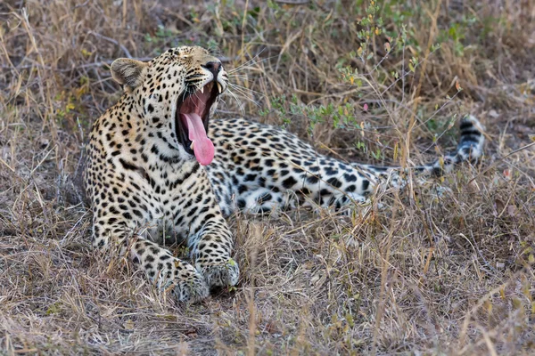 Leopardo deitar-se ao entardecer para descansar e relaxar — Fotografia de Stock