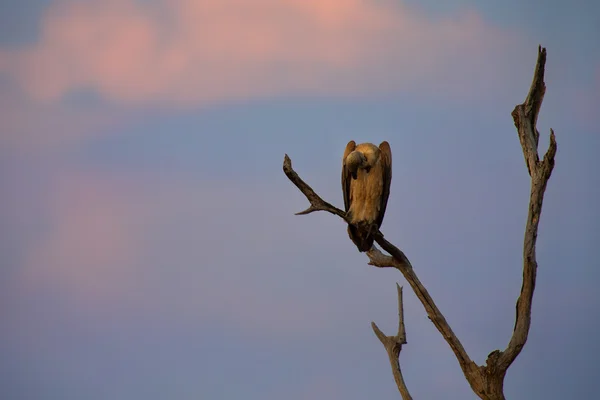 White gesteund gier zitten in dode boom bij zonsondergang — Stockfoto