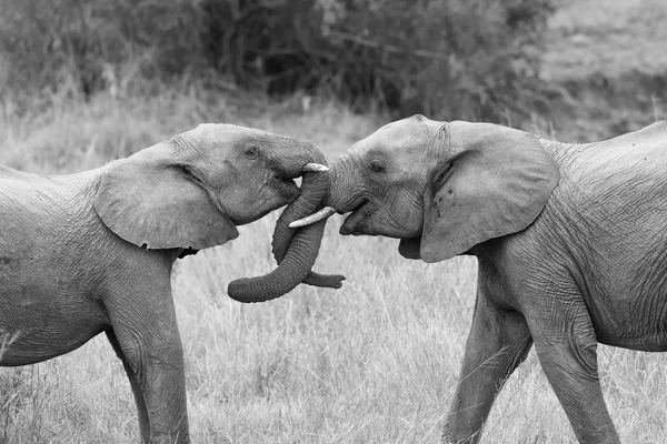 Twee olifant greet met curling en aanraken trunks artistieke con Rechtenvrije Stockfoto's