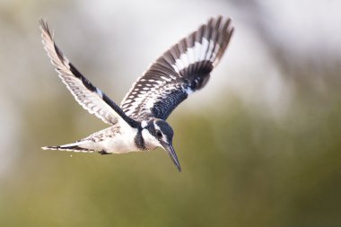 Alaca yalıçapkını vurgulu balık yakalamak için uçuş